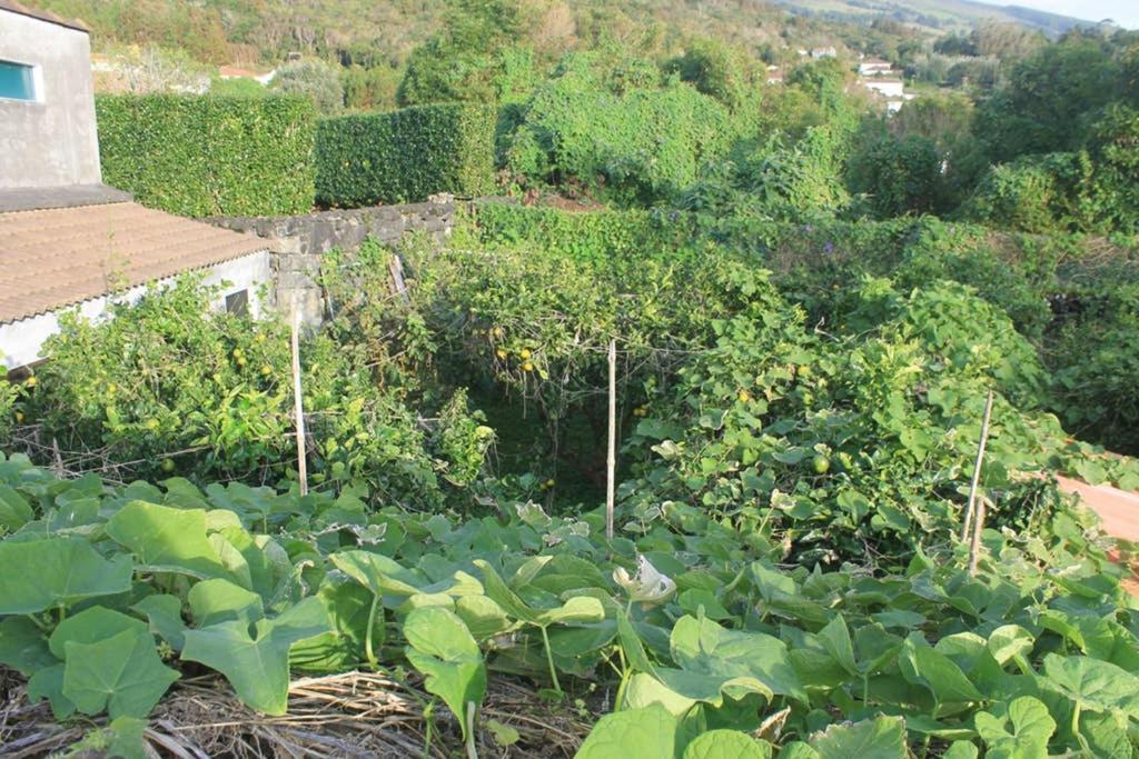 Апартаменти Quinta Do Areeiro Орта Екстер'єр фото